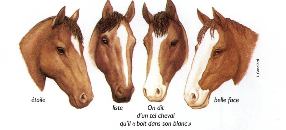 chevaux