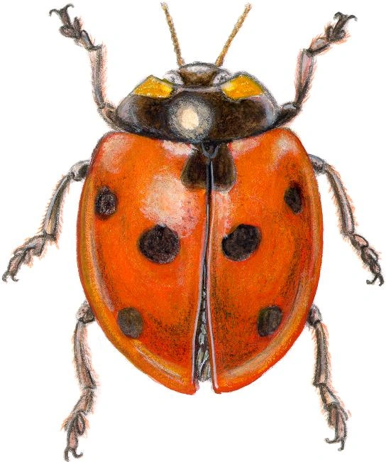 coccinelle