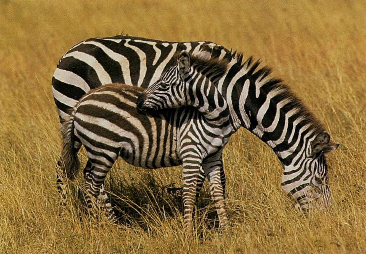 zebre